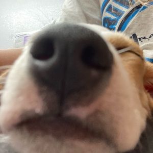 Meet your Posher, Anneliese